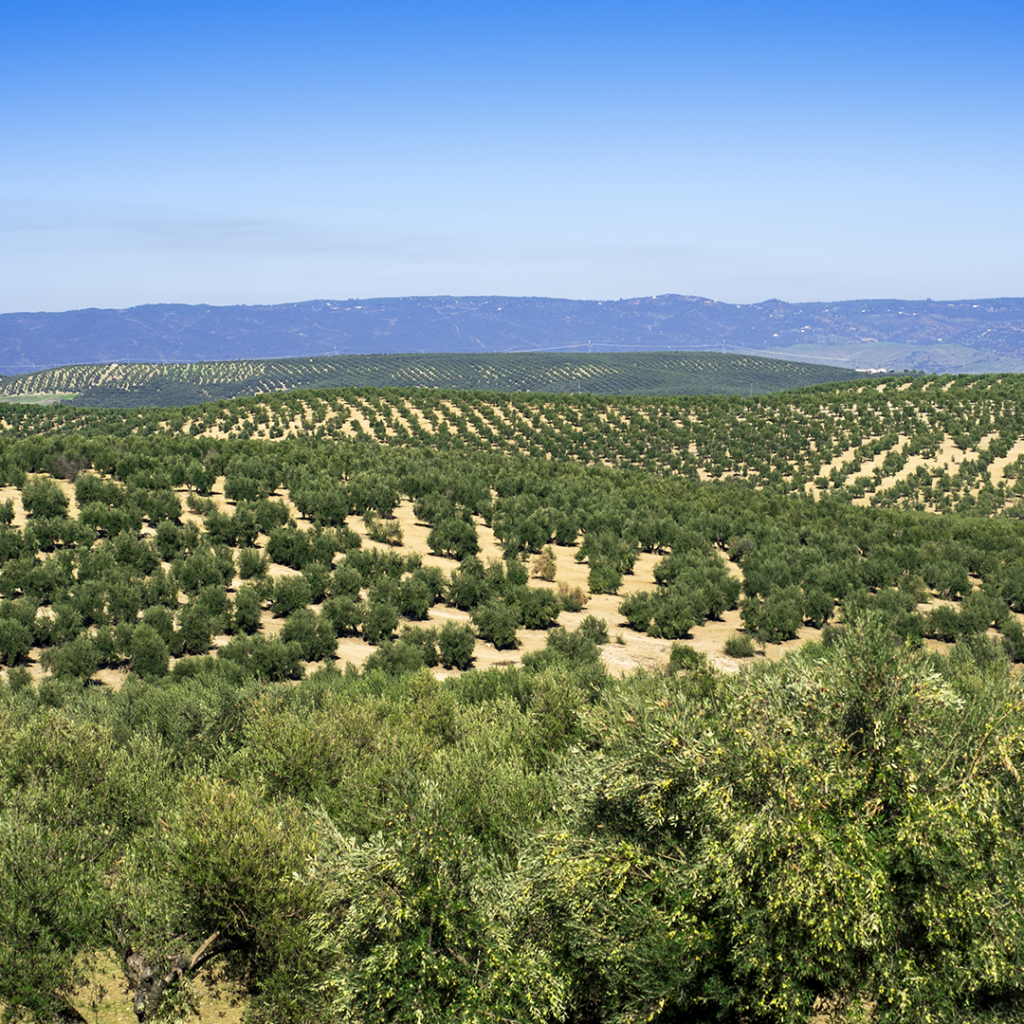 Campo olivos oleoturismo