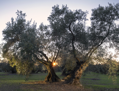 olive gove | historia del olivo