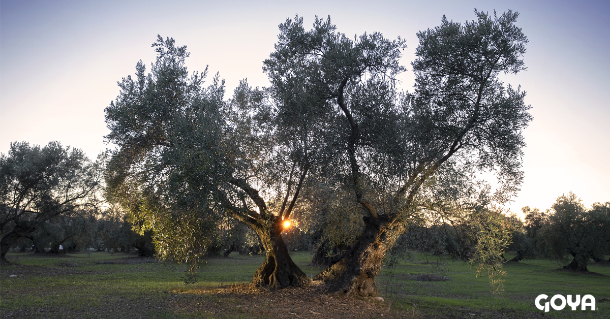 olive gove | historia del olivo