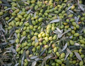 recoleccion de aceituna de aceite | Harvesting olives for oil