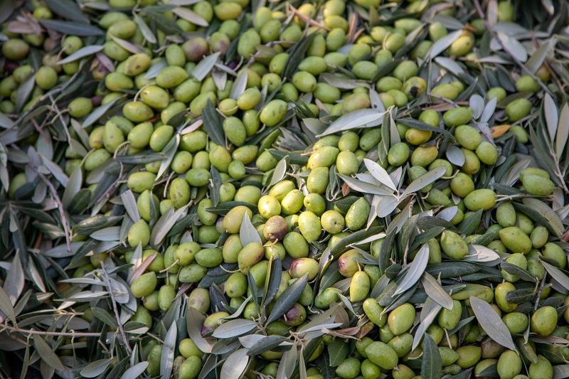 recoleccion de aceituna de aceite | Harvesting olives for oil